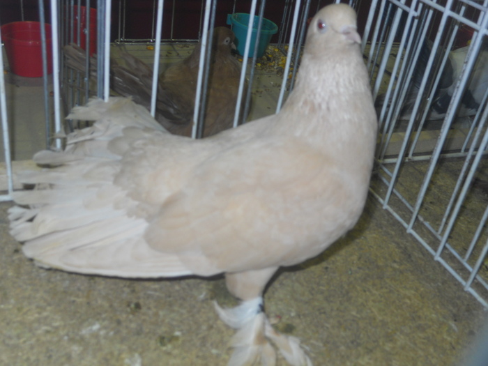 DSCN0593 - 1516 b rase str 1