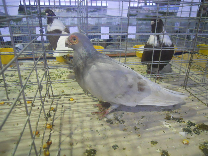 DSCN0941