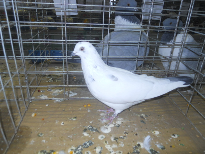 DSCN0950