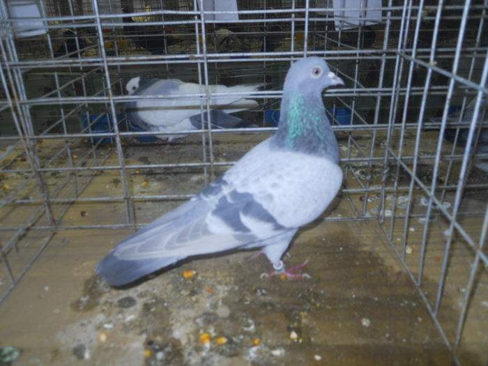 DSCN0952
