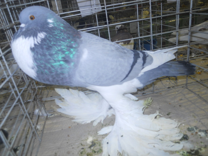 DSCN0953