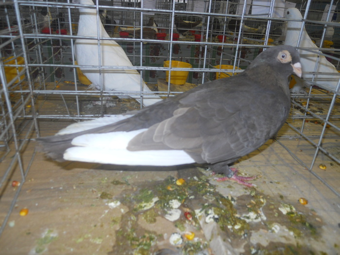 DSCN0960