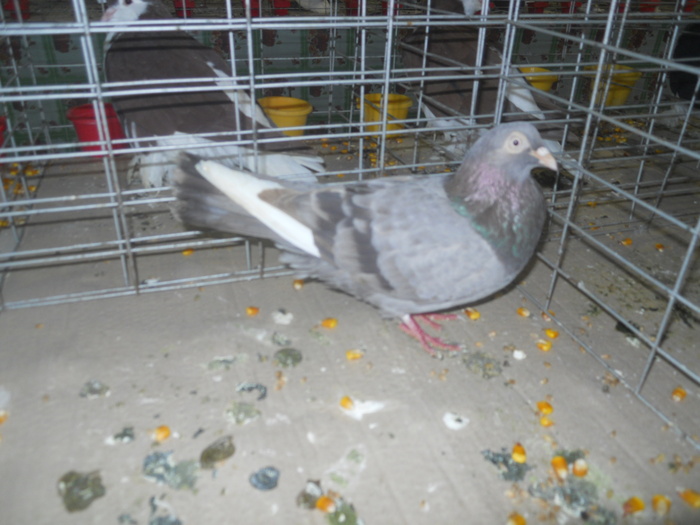 DSCN0963
