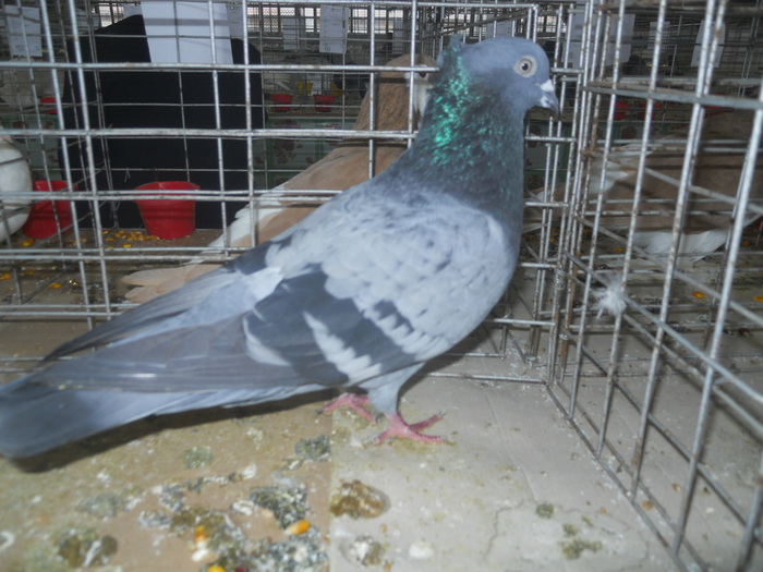 DSCN0964