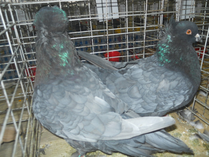 DSCN0973