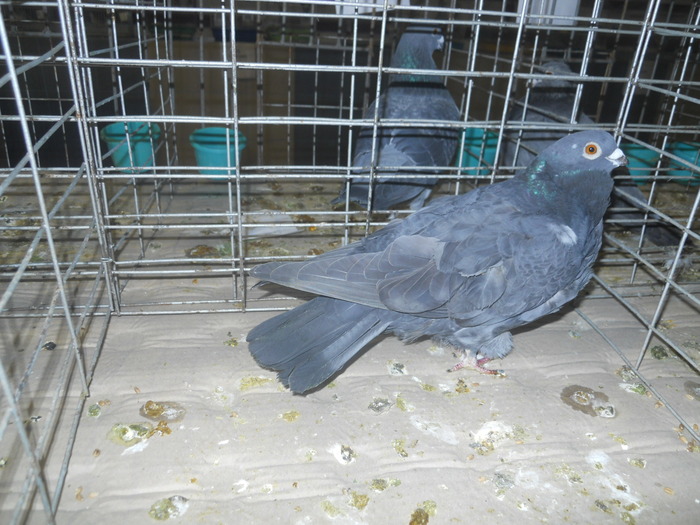 DSCN0979
