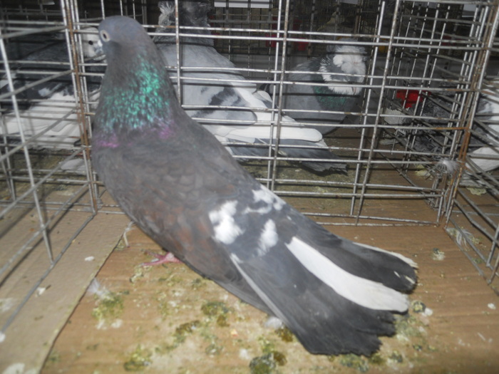 DSCN0986
