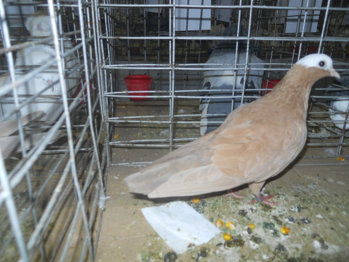 DSCN0987