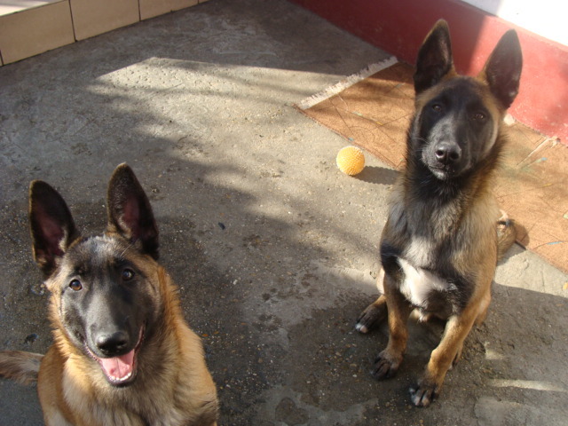 FREUD-YAGRA - Cainii mei-Malinois