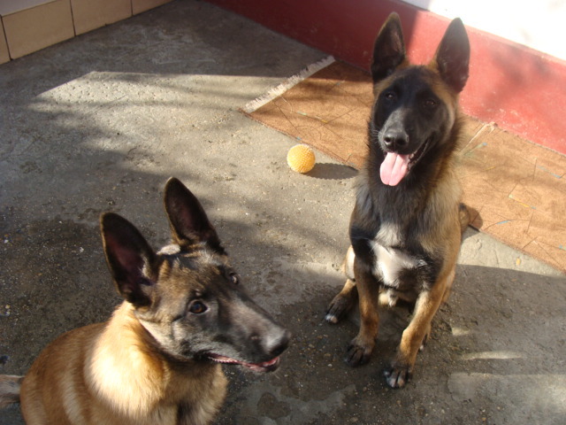 FREUD-YAGRA - Cainii mei-Malinois