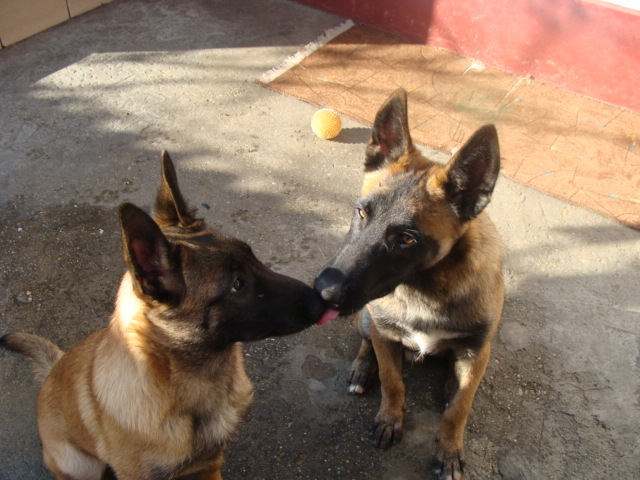 FREUD-YAGRA - Cainii mei-Malinois