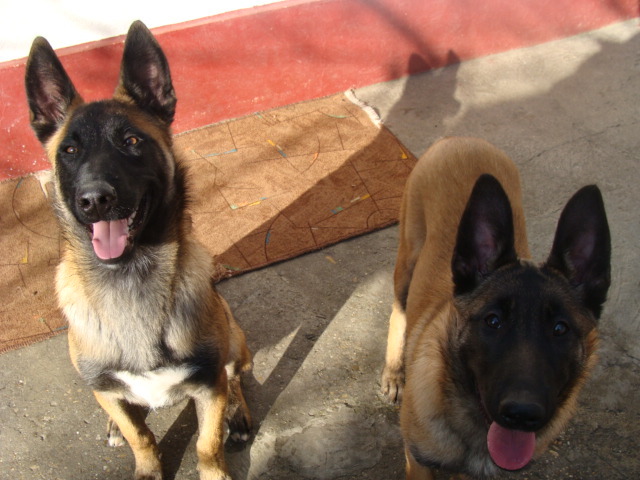 FREUD-YAGRA - Cainii mei-Malinois