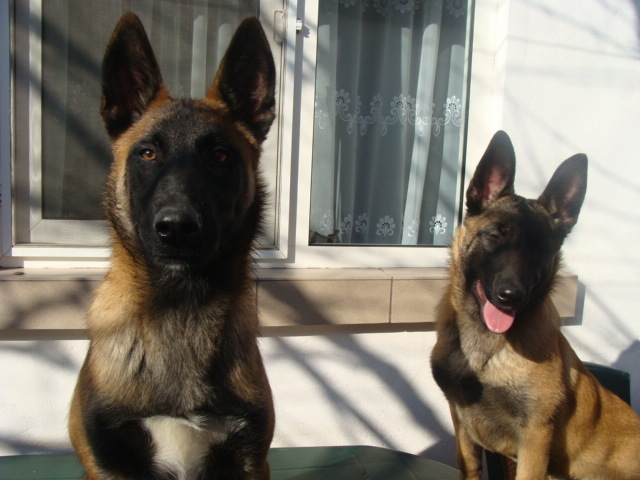 FREUD-YAGRA - Cainii mei-Malinois