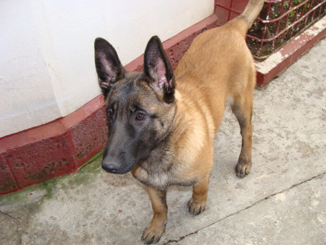 YAGRA - Cainii mei-Malinois