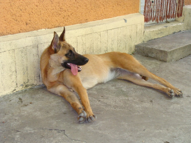 RONNA(23-08-2009) - Cainii mei-Malinois