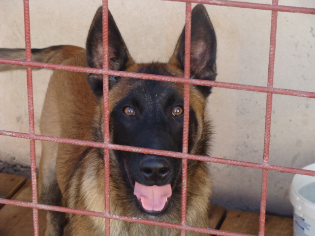 FREUD - Cainii mei-Malinois