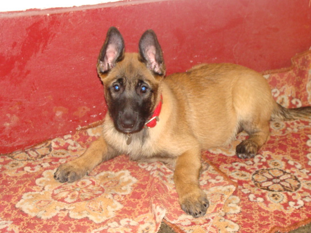 YAGRA - Cainii mei-Malinois