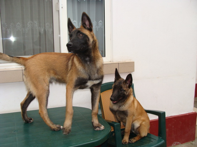 FREUD-YAGRA - Cainii mei-Malinois