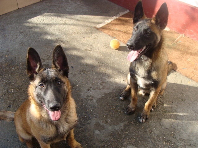 FREUD-YAGRA - Cainii mei-Malinois