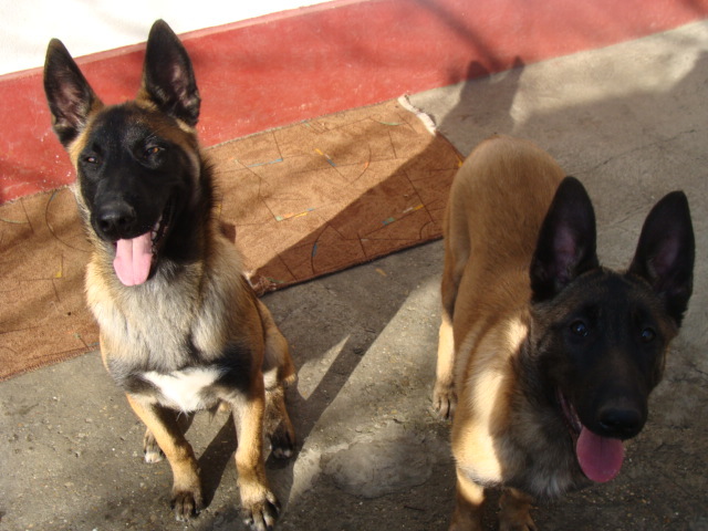 FREUD-YAGRA - Cainii mei-Malinois