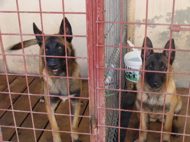 FREUD-YAGRA - Cainii mei-Malinois