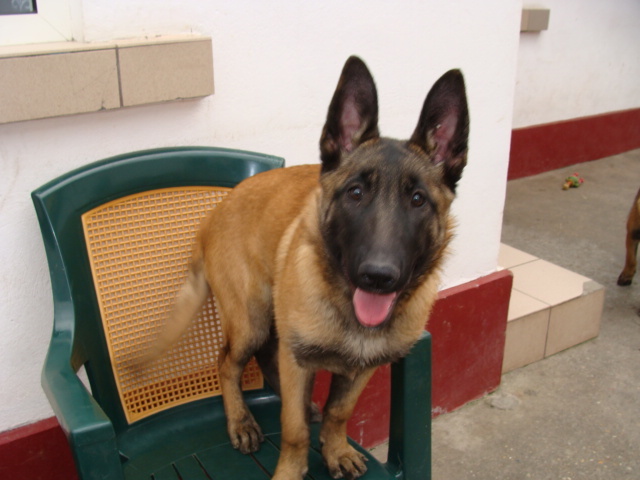 YAGRA - Cainii mei-Malinois