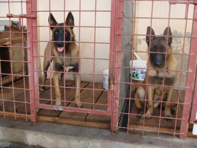 FREUD-YAGRA - Cainii mei-Malinois