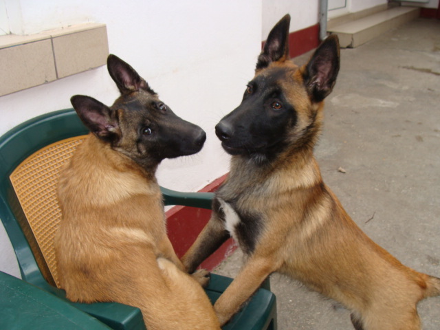 FREUD-YAGRA - Cainii mei-Malinois