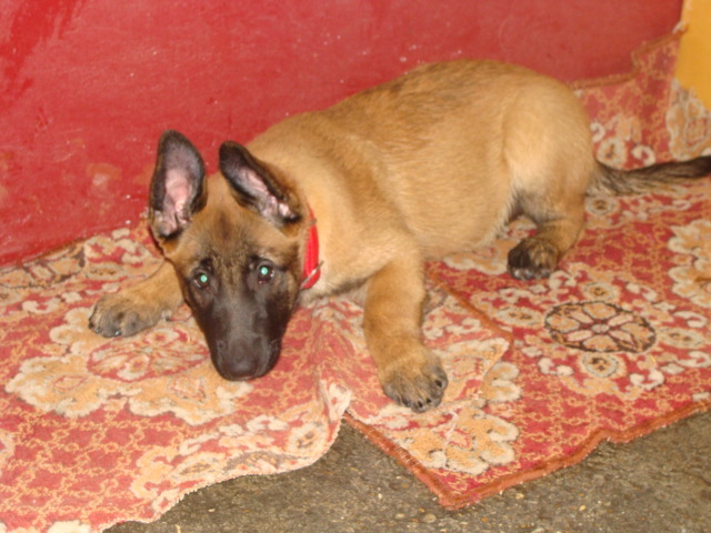 YAGRA - Cainii mei-Malinois