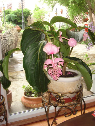 DSC08691 - Medinilla