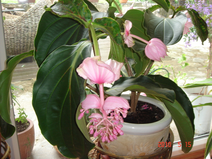 DSC08692 - Medinilla