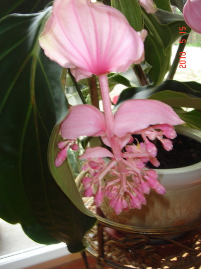 DSC08693 - Medinilla