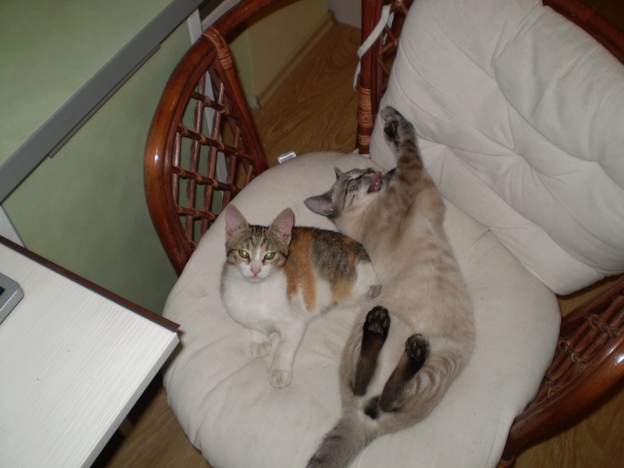 Nebunica si Margeluta - Cateluta si Mituneii mei