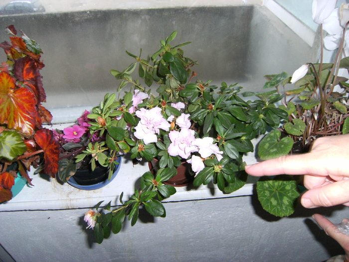 noiembrie 2010 025 - vegetatia 2010