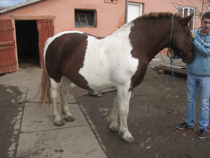 Sannicolau Mare noiembrie 2010 - Caii