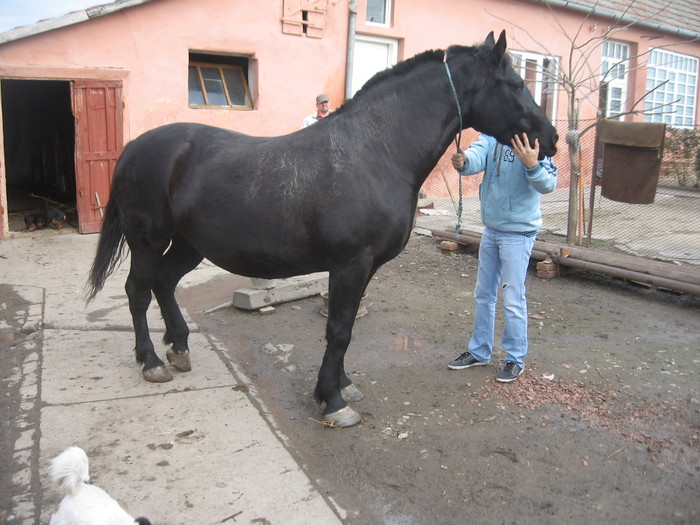 Sannicolau Mare noiembrie 2010 - Caii