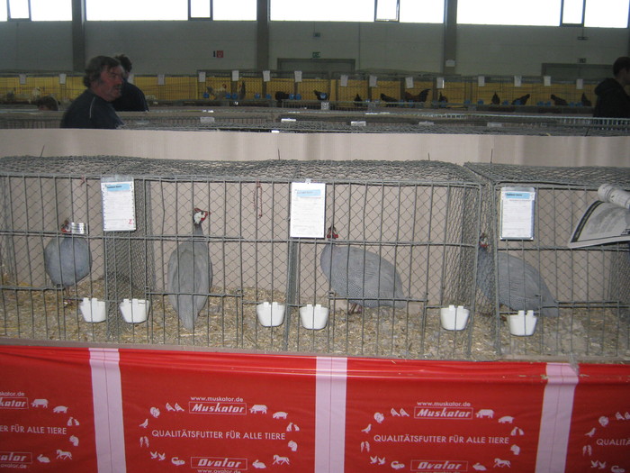 Straubing 113 - expo Haslak-Austria-Straubing-Germania- nov-20-21