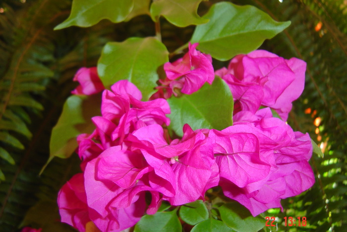 Picture 715 - 0-BAUGAINVILLEA