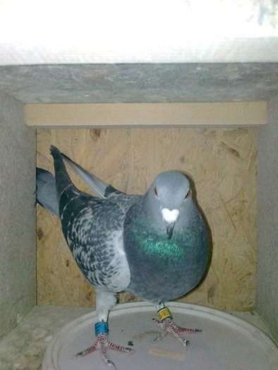 266865-08->5 norme-2010; loc3As Jud,loc90 AS fond Nat Fond Loc10 Jud,General Loc43,
