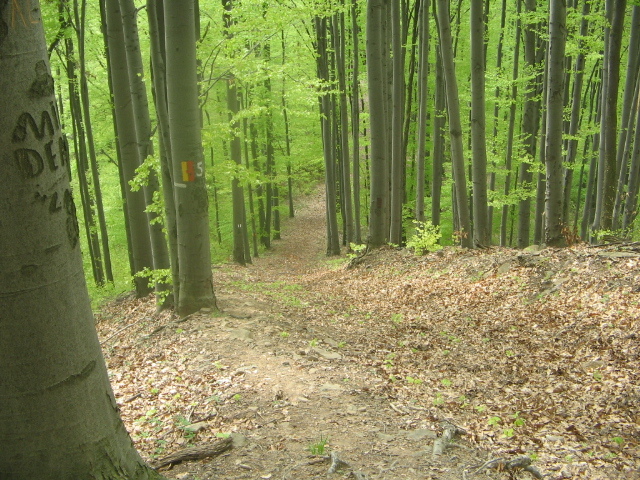 IMG_1877; Spre piatra Bulzului
