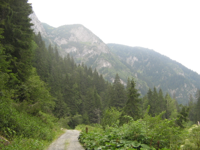 IMG_1127; Spre Poiana Pelegii ( au fost şi porţiuni mai accidentate)
