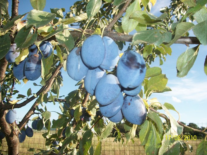 fructe; prune stanley
