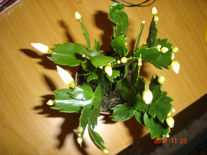 schlumbergera - Schlumbergera