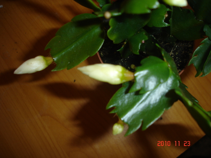 DSC09935 - Schlumbergera