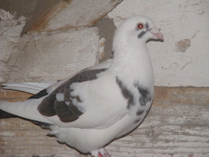 PORUMBEI 2010 064; F2010
