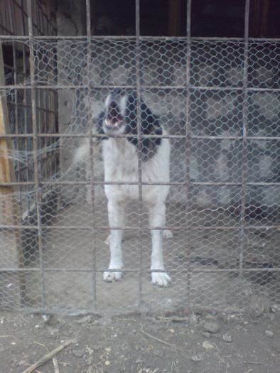 DSC00075 - ACHILE-CIOBANESC DE BUCOVINA