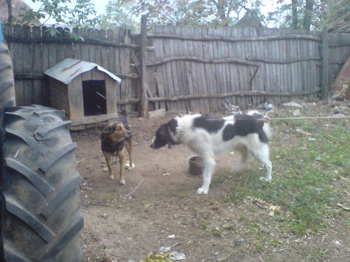 DSC00102 - ACHILE-CIOBANESC DE BUCOVINA