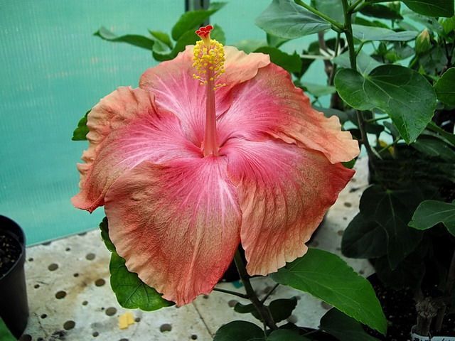 american maid - toate culorile de hibiscus existente