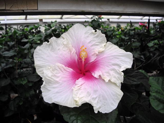 angels wings - toate culorile de hibiscus existente