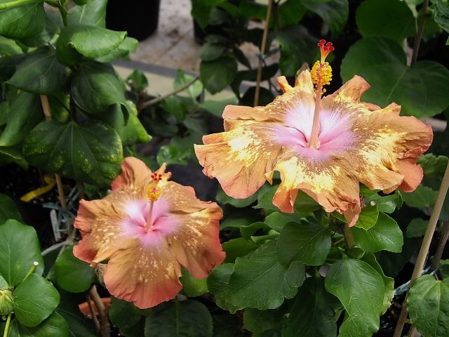 antique treasure - toate culorile de hibiscus existente